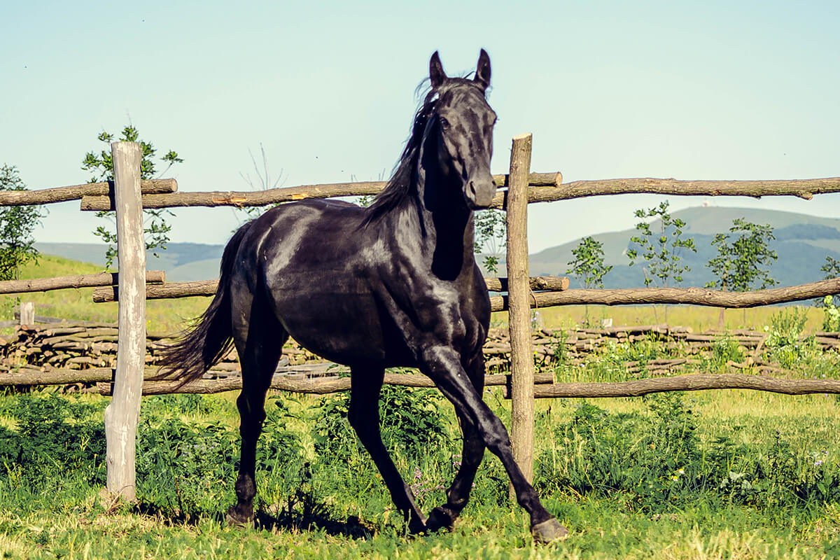 Кабардинская порода лошадей