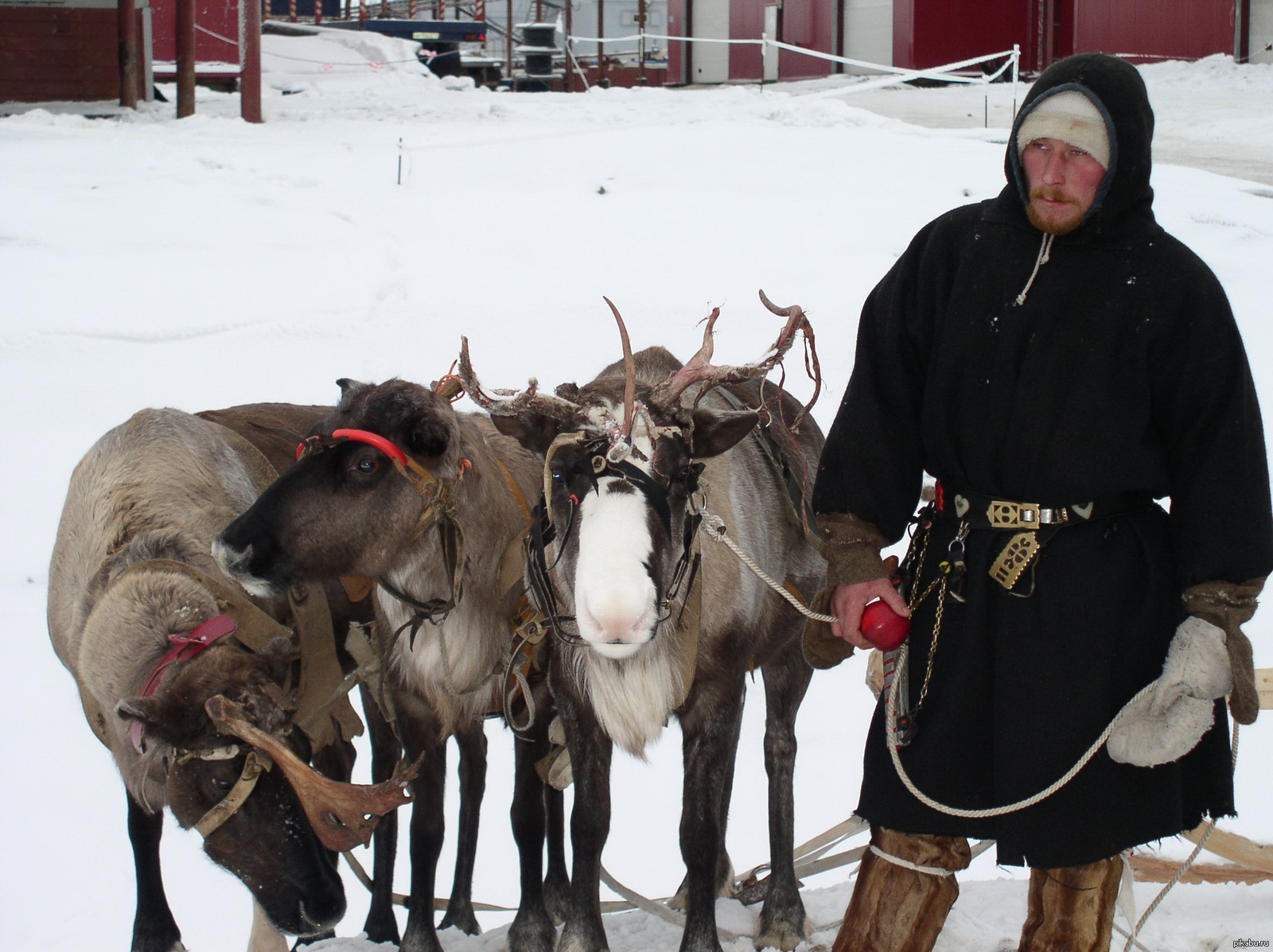 Коми-оленевод 